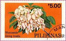 PILIPINAS. Филипины. Цветок. Mussaenda Gining imeila. 5.00р.